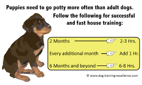 6 week old puppy schedule. Effective Puppy Crate Training Schedule