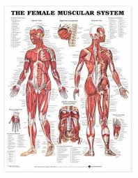 The median cubital vein (a common site site for venepuncture) in the antecubital fossa of the arm. The Female Muscular System Laminated Anatomy Chart