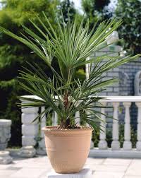 Dieser Exot Hort In Jedes Haus Die Washingtonia Robusta In Den Sommermonaten Kann Die Pflanze An Einen Sonnigen Platz Im Garte Mit Bildern Palmen Garten Pflanzen Garten