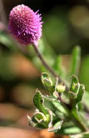 Image result for Sphaeranthus gazaensis
