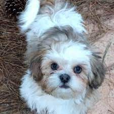 These puppies are playful, friendly and affectionate, always happy to sit in a lap and give a little love. Shih Poo Puppies Home Facebook