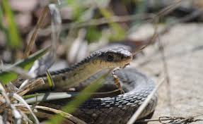 Maybe you would like to learn more about one of these? Snake Friendly Gardening Helps Control Slugs And Mice David Suzuki Foundation