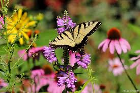 In most areas of texas, it is possible to have a fall vegetable garden also, but it will need to be managed somewhat differently than a spring garden. Plant Of The Month Obedient Plant Clear Lake Chapter Native Plant Society Of Texas