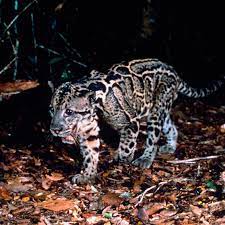 The Tropical Rainforests In Sumatra Is A World Heritage Site But Tigers Within Still Face Grave Dangers World Heritage Sites Tropical Rainforest Rainforest