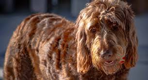 Golden irish or red retriever dogs are a combination of the good looks and personalities of the regal golden retriever and the irish red setter. Irish Doodle Information Center The Irish Setter Poodle Mix Breed Guide