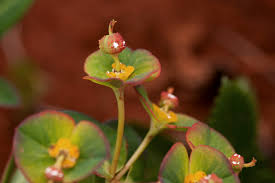 Image result for Euphorbia depauperata