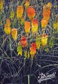 Image result for Kniphofia princeae