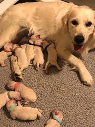 We did not find results for: Shop Utah English Cream Golden Retrievers