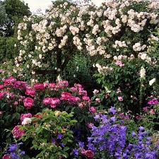 Pin On Pretty Gardens