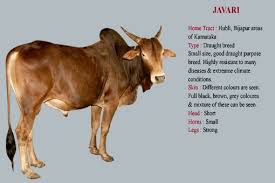 Desi Breed Indian Bull Javari Dairy Cow Breeds Cow Breeds Of Cows