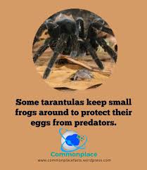 The Bodyguard Spider And The Pet Frog Commonplace Fun Facts Let the pros at josh's frogs show you several different species of great pet frogs, all bred at our state of the art amphibian breeding facility! the bodyguard spider and the pet frog