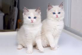 7 Special Tips For Taking Care Of Ragdoll Kittens Cats Ragdoll Kitten Kittens