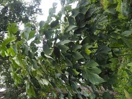 Image result for Firmiana simplex