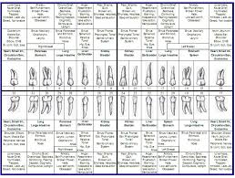 Tooth Pain Connected To Pain Throughout The Body