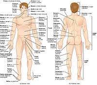 Information printed directly on a container or article can also be considered labelling. List Of Human Anatomical Regions Wikipedia