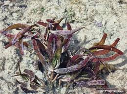 Image result for Cymodoceaceae