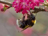 Bienen Und Nutzlinge Im Garten Gartenblog Geniesser Garten Wildbienen Solitarbienen Und Hummeln Nutzliche Insekten Fut Wildbienen Gartenarchitekt Bienen