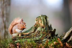 Animal extinctions may be caused by natural occurrences such as climatic heating or cooling or changes in sea levels. Britain S Most Endangered Animal Species Countryfile Com