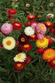 Image result for Helichrysum tillandsiifolium