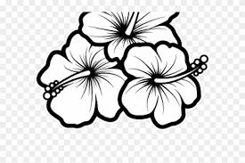 Drawings Of A Hibiscus Flower Hd Png Download 640x480 4574 Pngfind This will be the basic position. hibiscus flower hd png download