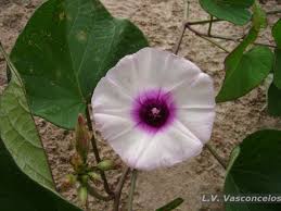 Image result for Ipomoea fanshawei