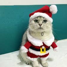 Santa Claus Cat Costume Christmas Cats Santa Cat Cat Costumes