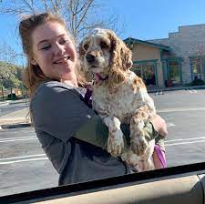 Ginger Camp Cocker Rescue Cocker Spaniel Rescue Cocker Spaniel Rescue