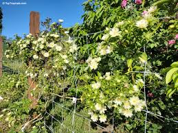Image result for Pereskia aculeata