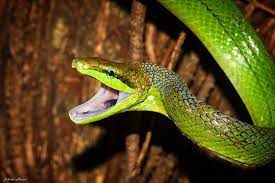 Red Tailed Green Ratsnake Gonyosoma Oxycephalum It Is A Robust Snake With Powerful Smooth Scales On Its Belly That Is Ideal For Climbi Rat Snake Snake Rats