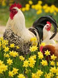All Little Chickens Come Home To Roost Boy Was She Right Chickens Backyard Chickens And Roosters Chickens