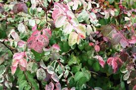 Image result for Breynia disticha