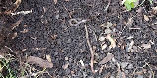They are voracious, devouring the organic layer of the soil and leaving. How To Get Rid Of Jumping Worms Milorganite