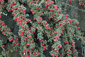 Image result for Cotoneaster microphyllus