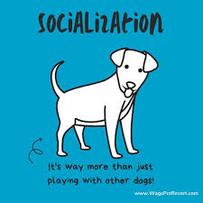 I was met outside to drop off and. Wags Pet Resort Home Facebook