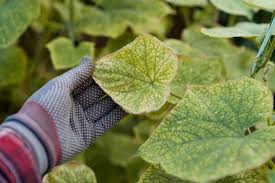 Image result for spider mites on cucumbers