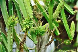 Dragon Fruit Cactus Indoor Plant Care Growing Guide