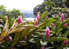 Check spelling or type a new query. Northwest Mainland Travel Guide Discover The Best Time To Go Places To Visit And Things To Do In Northwest Mainland Costa Rica Insight Guides