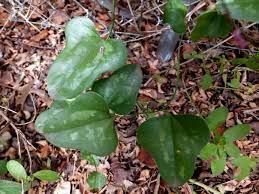 The scientific name of roundleaf greenbrier is smilax rotundifolia l. Saw Greenbrier Vine Smilax Bona Nox The Transmutational Garden
