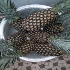 Ananas Frais Bio Du Benin A Definir 5 Tonnes A 10 Tonnes Benin Producteur Recherche De Client Espaceagro