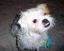 The bull terrier shih tzu mix, is a mixed breed dog resulting from breeding the bull terrier and the shih tzu. Khloe Jack Russel Mix With Shih Tzu Jack Shiht Kacey Kaderly Blog
