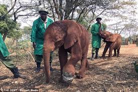 Résultat de recherche d'images pour "elephant snare"