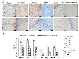 Biology Free Full Text Neurotoxic Effect Of Fipronil In Male Wistar Rats Ameliorative Effect Of L Arginine And L Carnitine Html