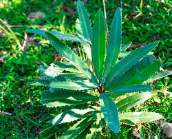 Image result for Brexia