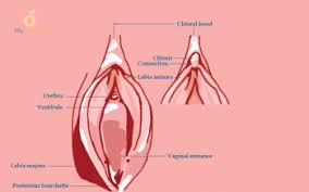 Image result for Urethral Prolapse