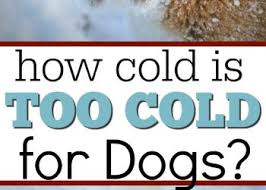 Snowy winter walks and cozy log fires can be just as enjoyable for your dog as they are for you. Too Cold To Walk A Dog Archives Pet Coupon Savings