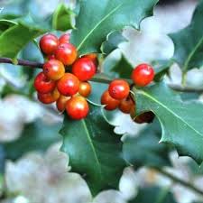 We did not find results for: Ilex Aquifolium Holly English Woodlands