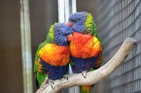 ببغاء اللوركيت قوس قزح احد اجمل الببغاوات على وجه الارض موضوع شامل طيور العرب Parrot Animals Bird