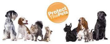 Bothell pet hospital believes that healthy pets foster a healthy community. Home