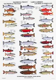 salmom trout poster