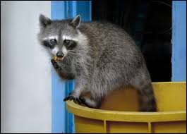 That means trapping a mother raccoon will very likely result in the death of any babies. Raccoon Removal Tips L S O S Wildlife Control